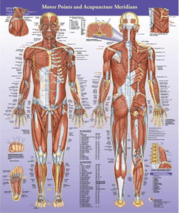 Motor Point Chart (Laminated) - Matt Callison - Chinese Medicine ...